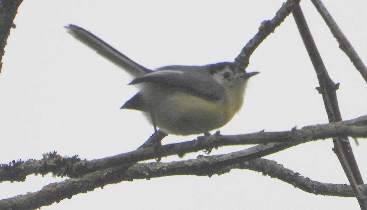 Creamy-bellied Gnatcatcher - ML622231530