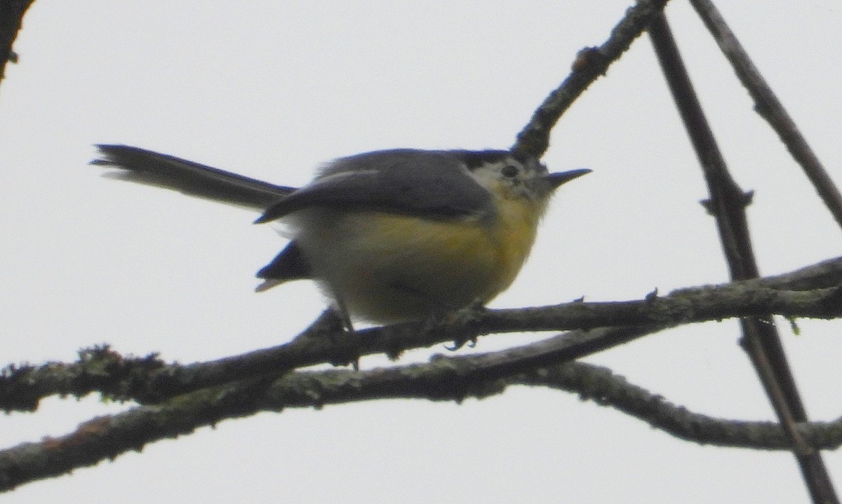 Creamy-bellied Gnatcatcher - ML622231531