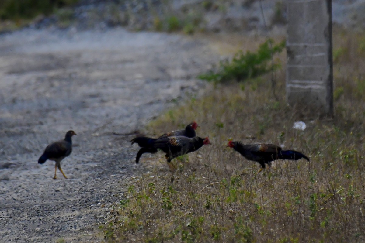 Gray Junglefowl - ML622231714