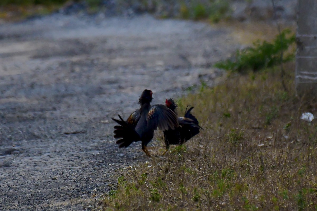 Gray Junglefowl - ML622231715