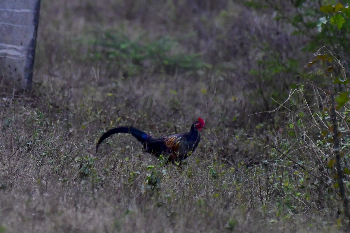 Gray Junglefowl - ML622231716