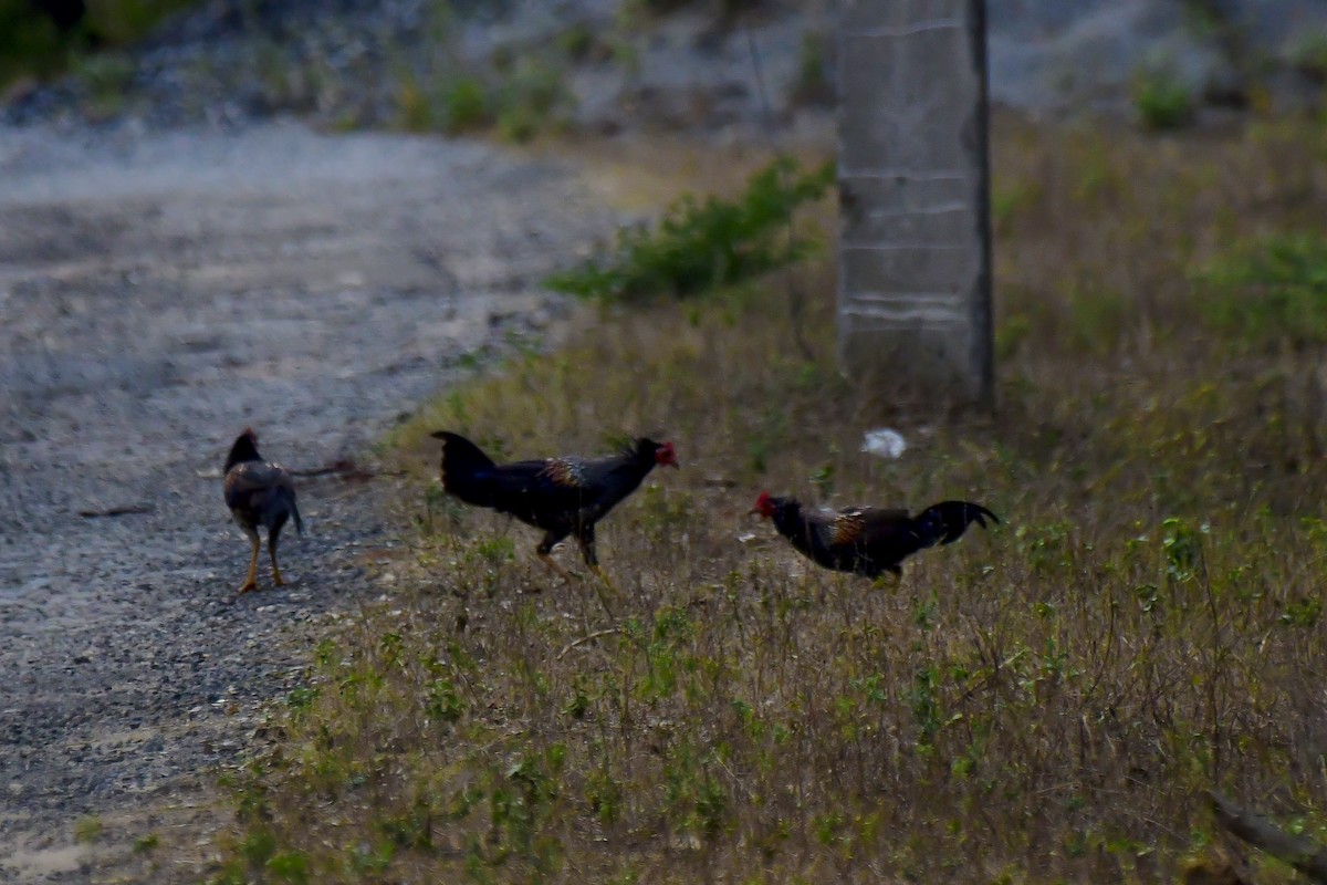 Gray Junglefowl - ML622231717