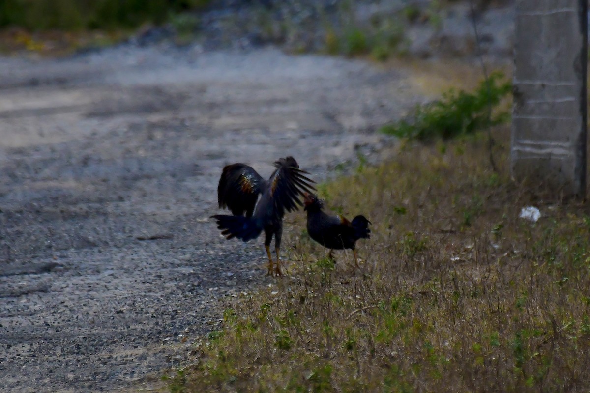 Gray Junglefowl - ML622231718