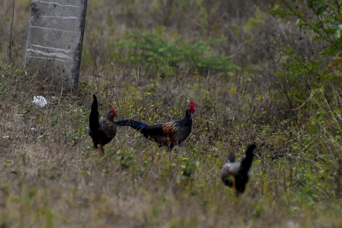 Gray Junglefowl - ML622231719
