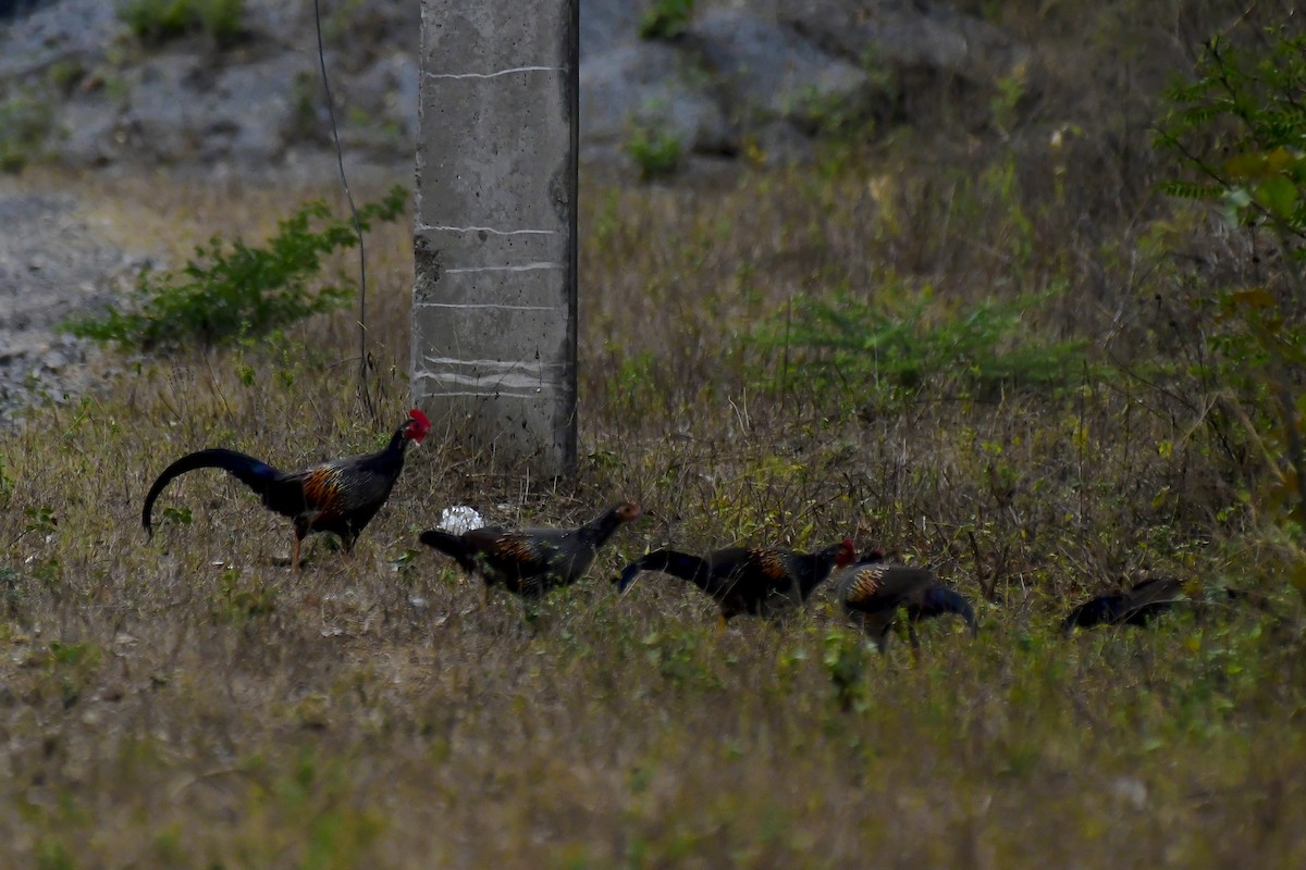 Gray Junglefowl - ML622231720