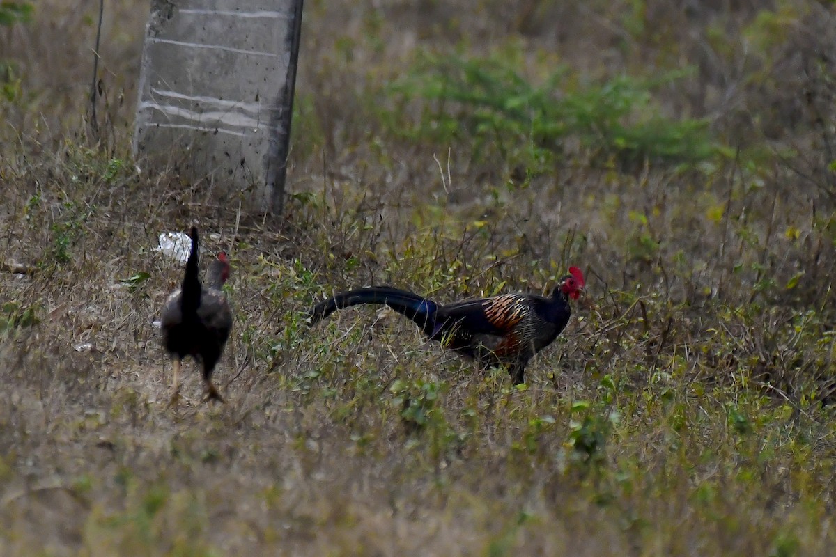 Gray Junglefowl - ML622231774