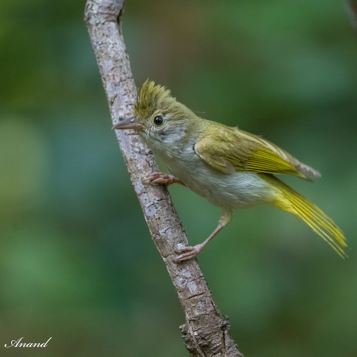 White-bellied Erpornis - ML622231781