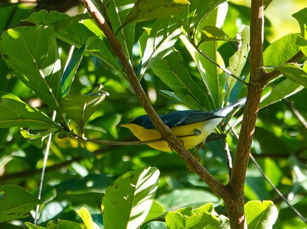 Parula Pitiayumí - ML622231840