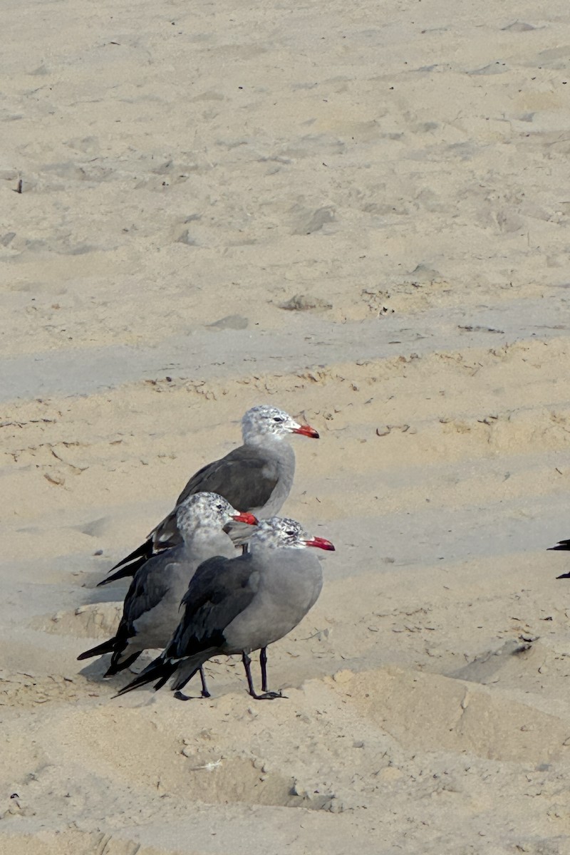 Heermann's Gull - ML622231912