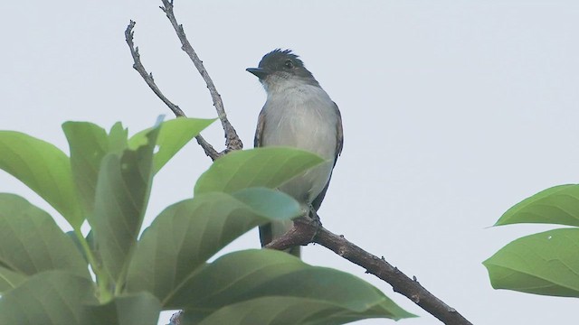 Puerto Rican Flycatcher - ML622231963