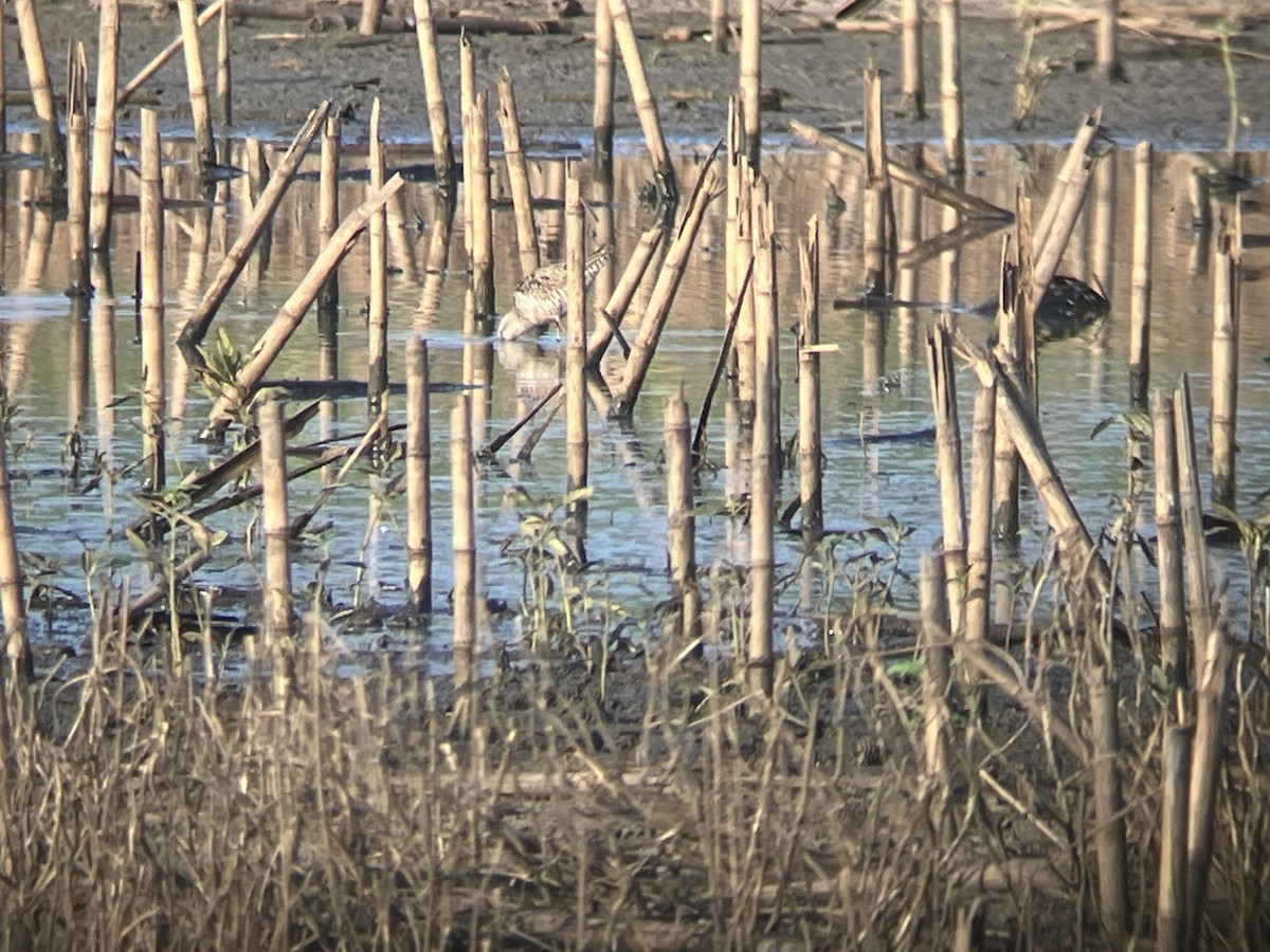 Stilt Sandpiper - ML622231969