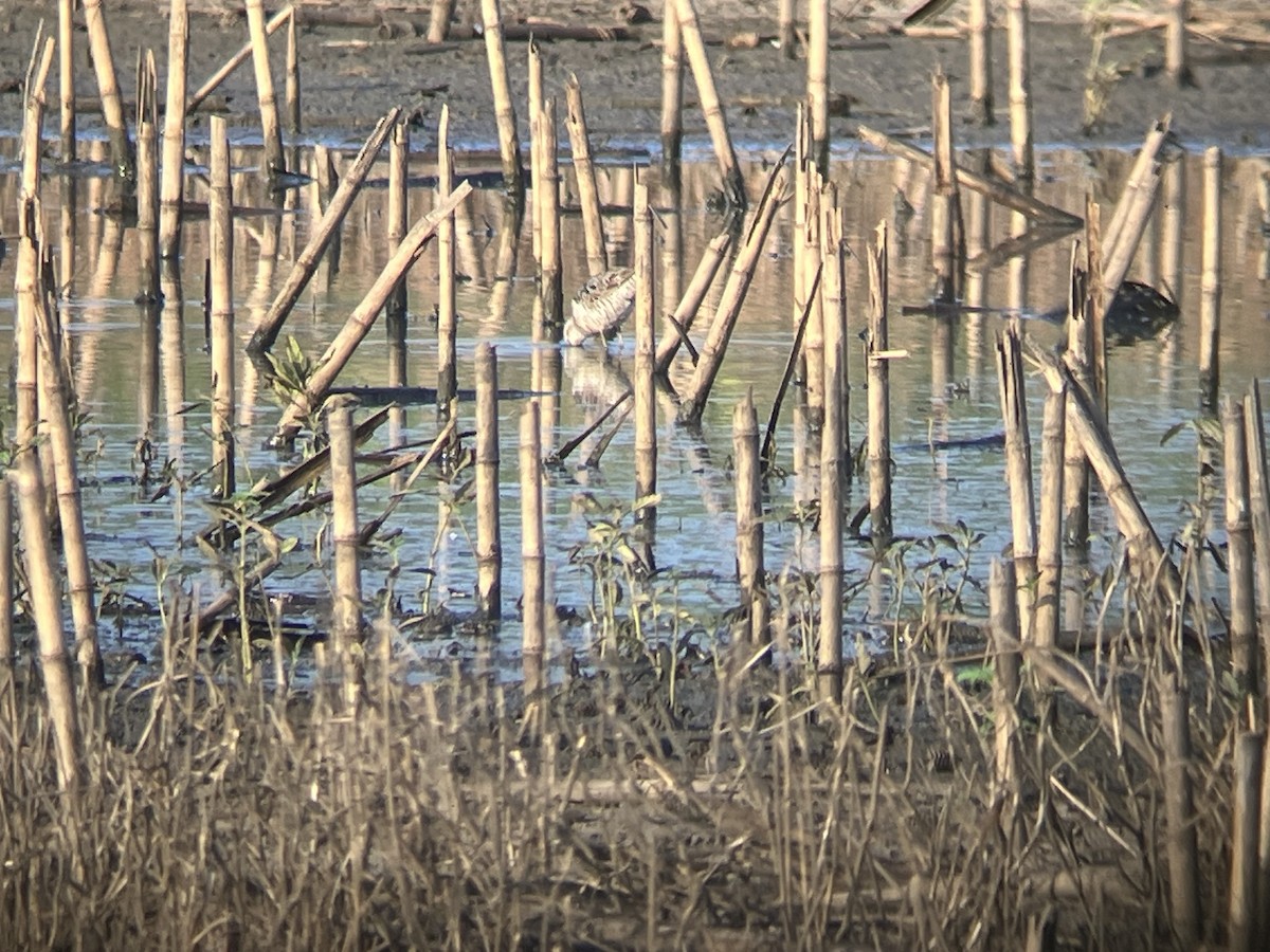 Stilt Sandpiper - ML622231970