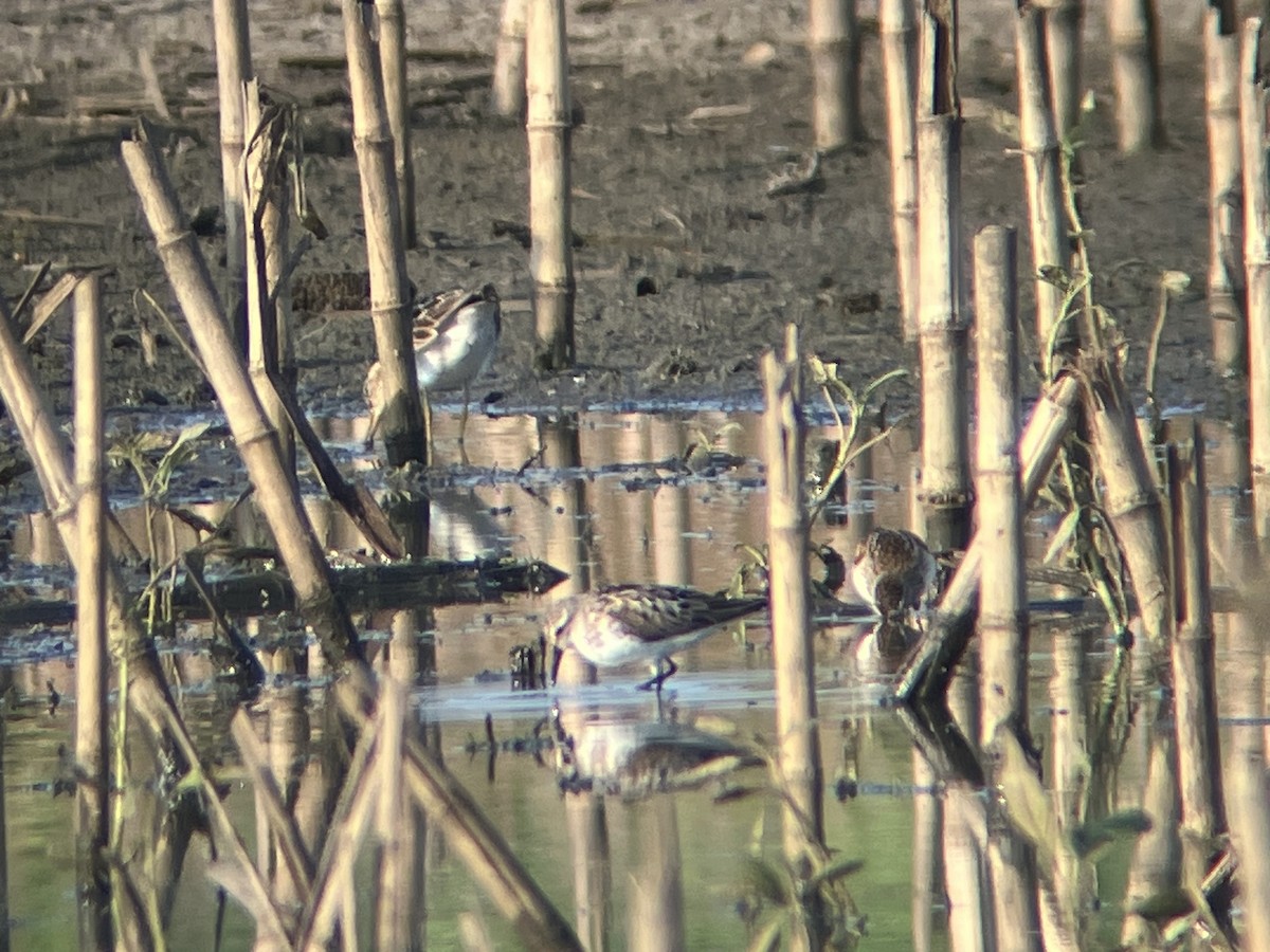 Baird's Sandpiper - ML622231984