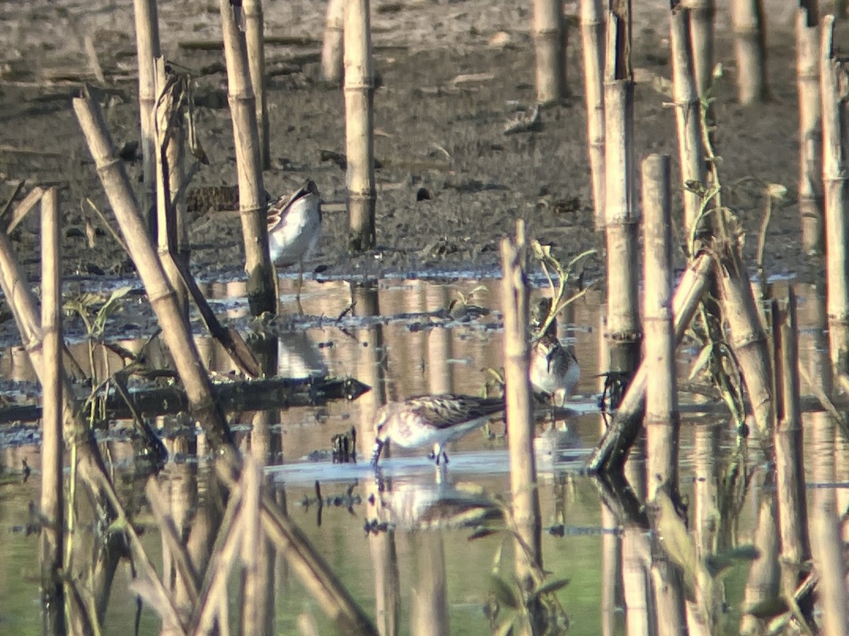 Baird's Sandpiper - ML622231985