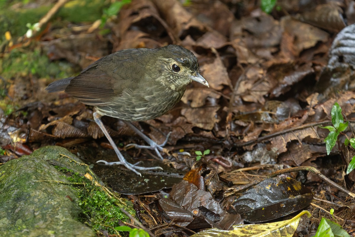 Cundinamarca Antpitta - ML622231991