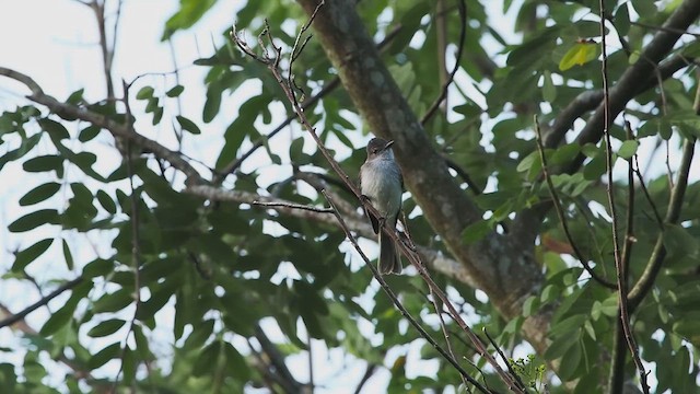 Puerto Rican Flycatcher - ML622231992