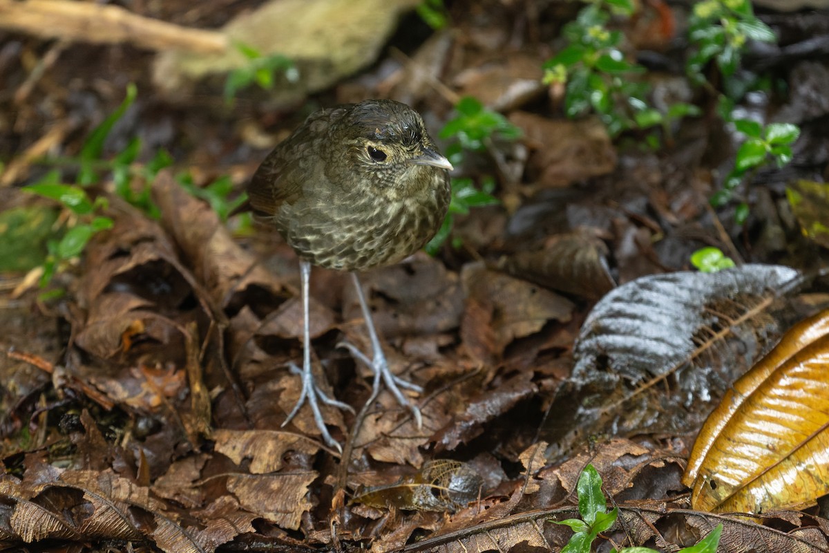 Cundinamarca Antpitta - ML622232004