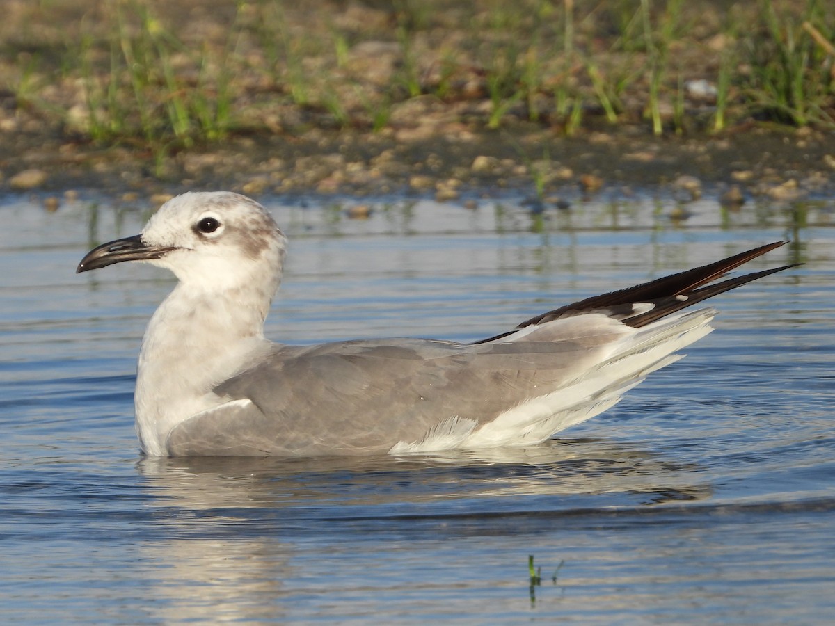 Mouette atricille - ML622232005