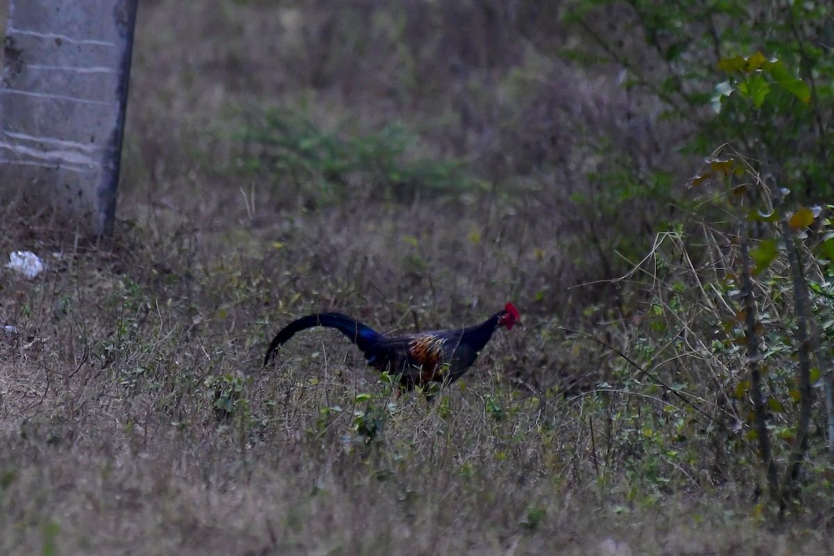 Gray Junglefowl - ML622232008