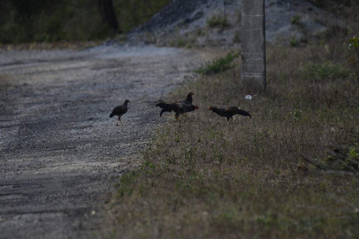 Gray Junglefowl - ML622232009