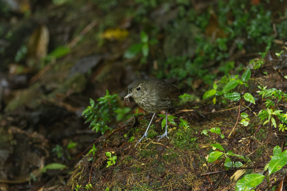 Cundinamarca Antpitta - ML622232016