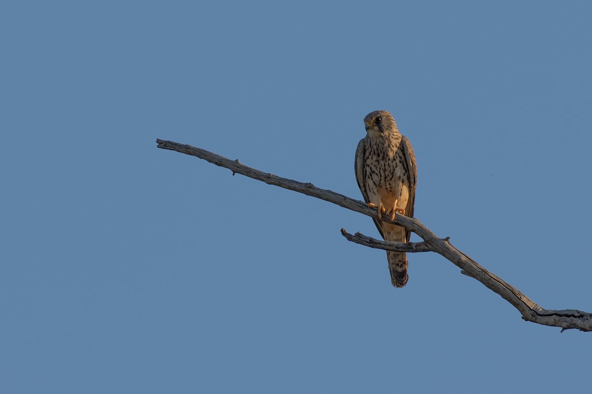 Eurasian Hobby - Mike “Champ” Krzychylkiewicz