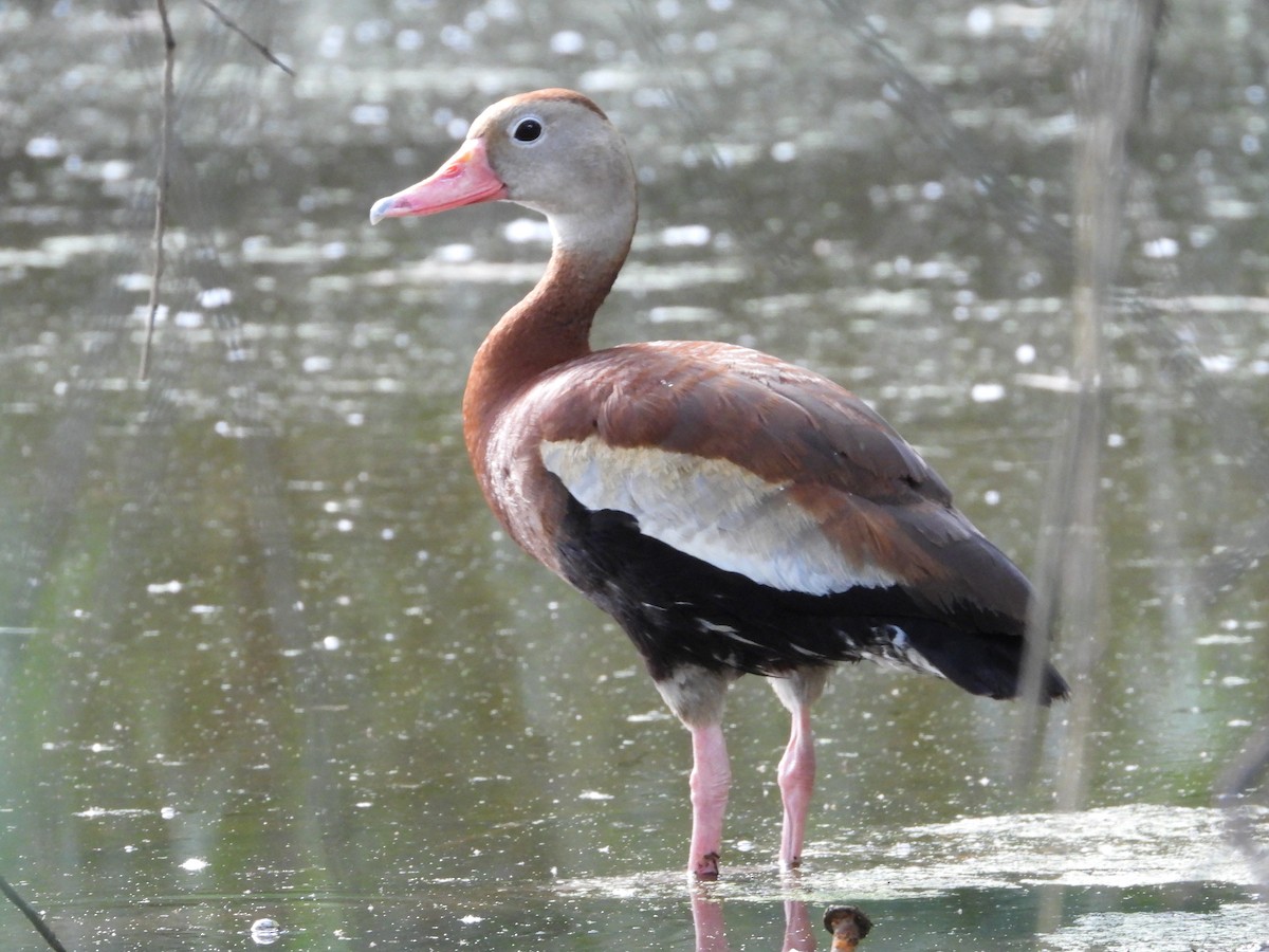 Dendrocygne à ventre noir - ML622232024