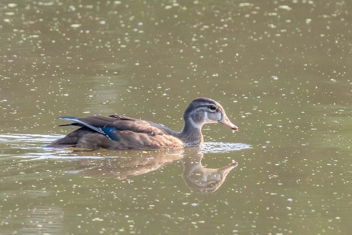 Canard branchu - ML622232027