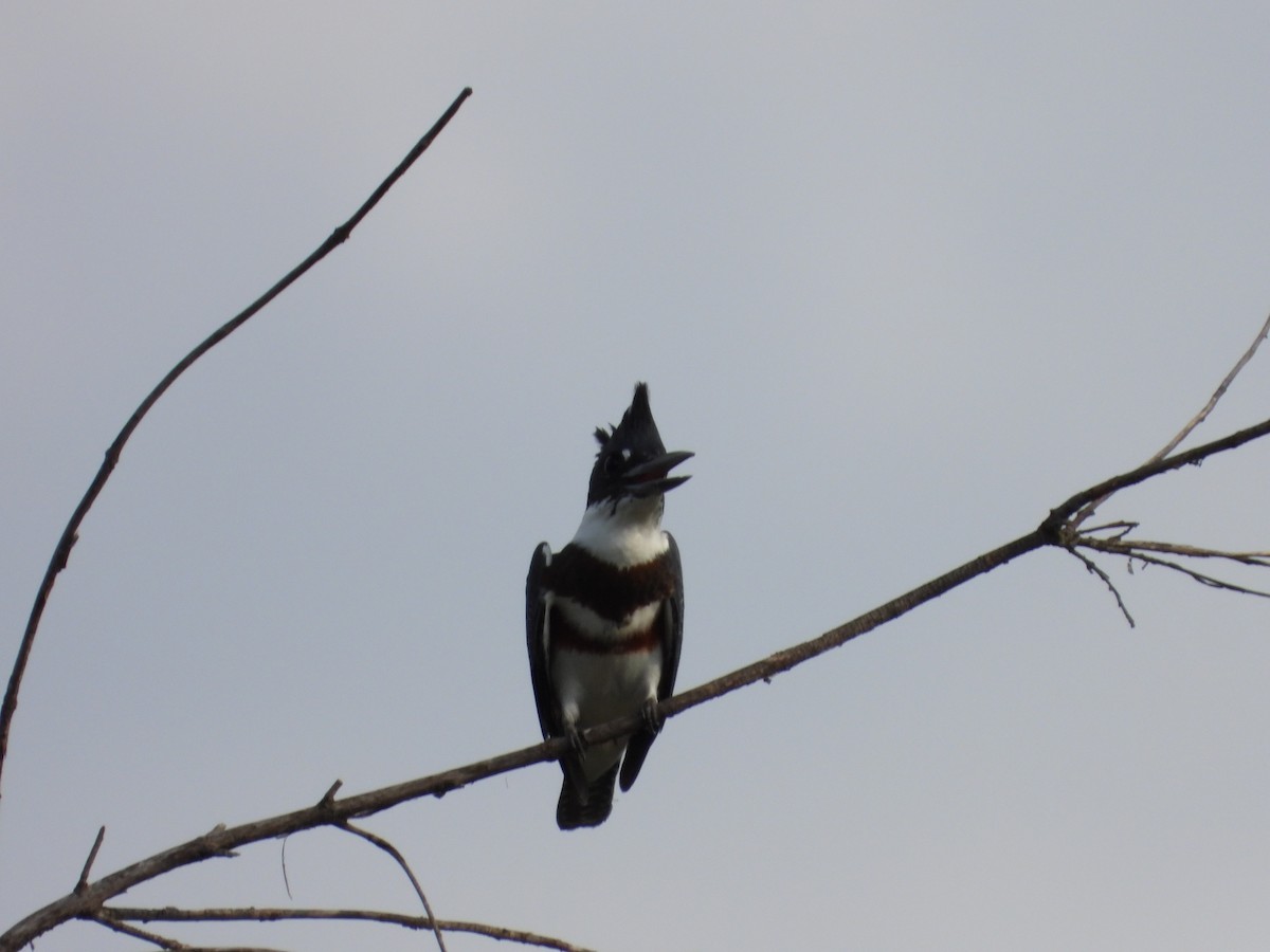 Belted Kingfisher - Zadok Pendleton