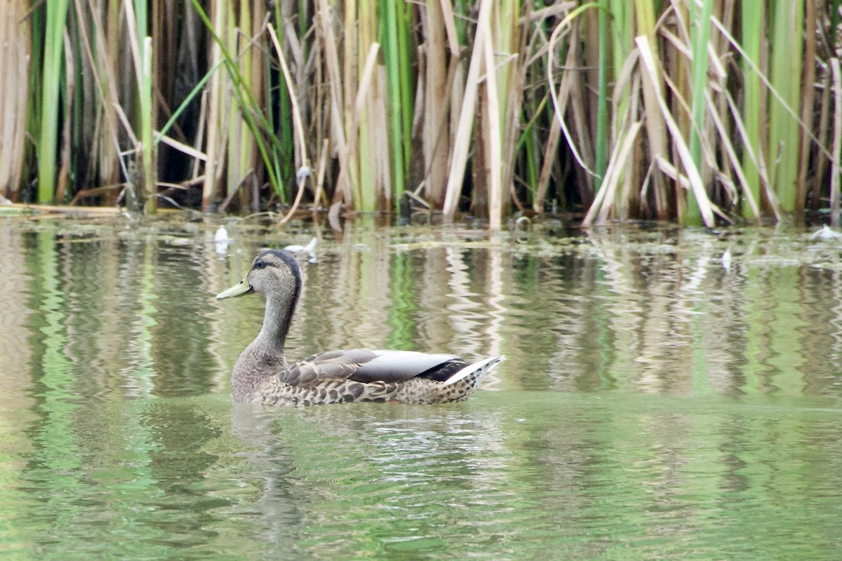 Canard colvert - ML622232030