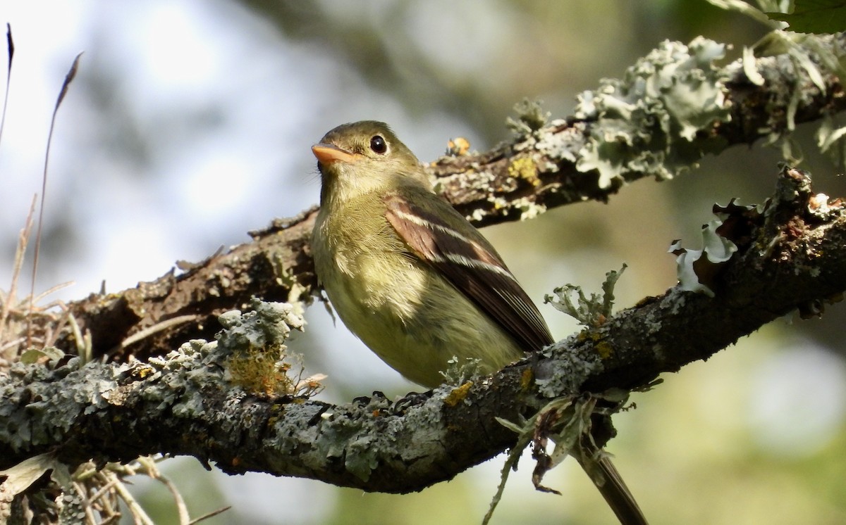 Yellow-bellied Flycatcher - ML622232031
