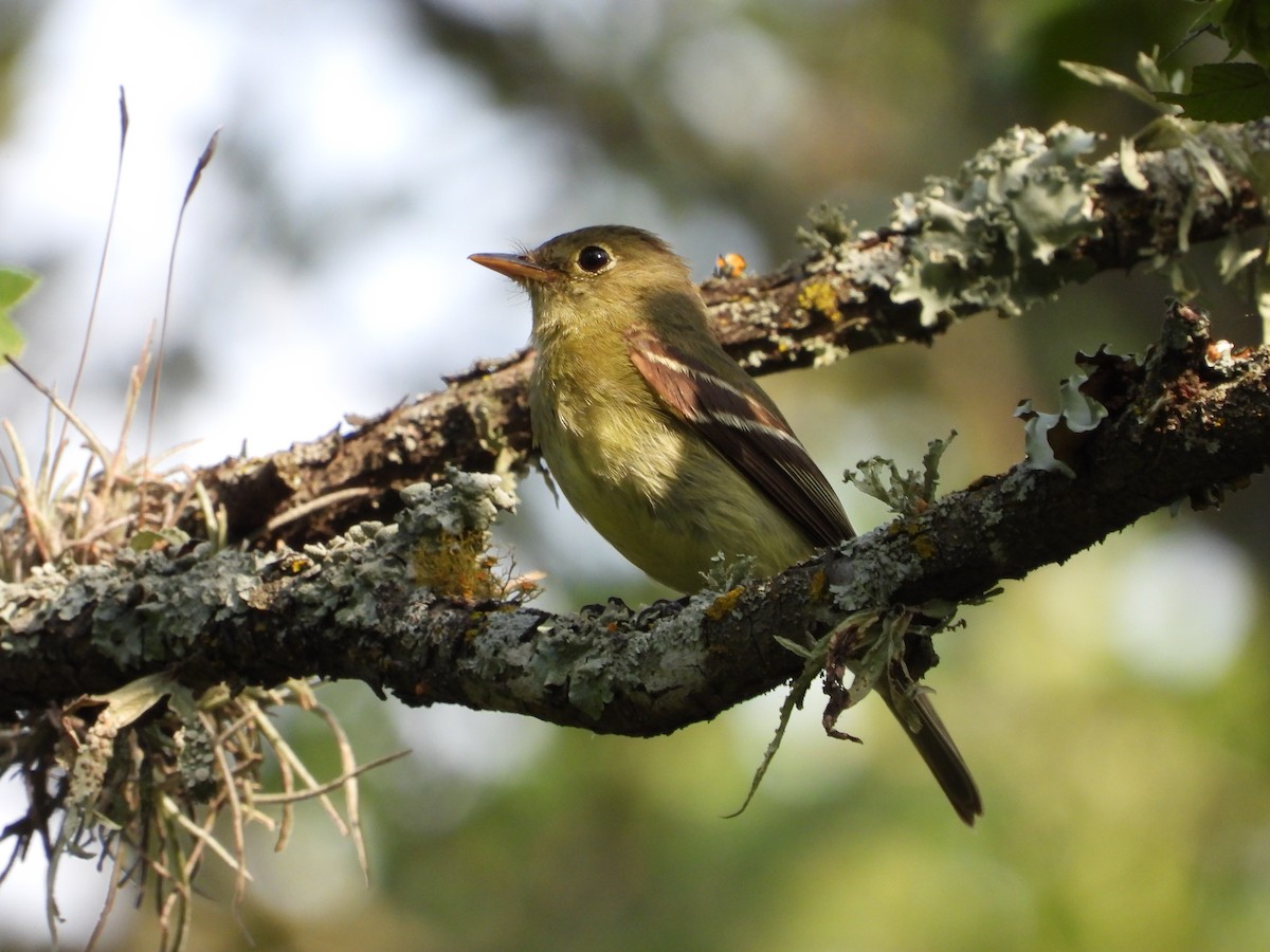 Yellow-bellied Flycatcher - ML622232032