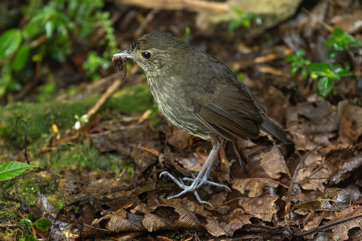 Cundinamarca Antpitta - Tomaz Melo