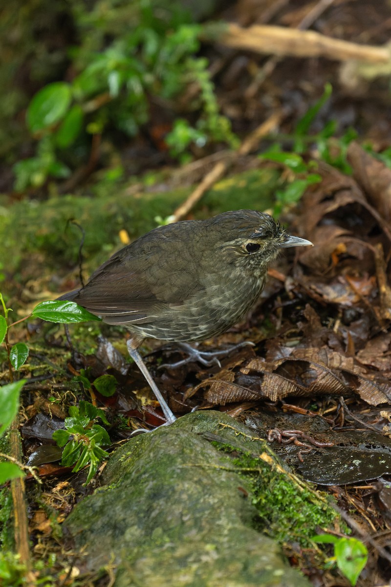 Cundinamarca Antpitta - ML622232049