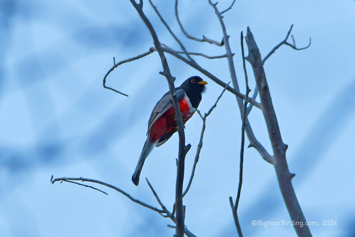 Elegant Trogon - ML622232125