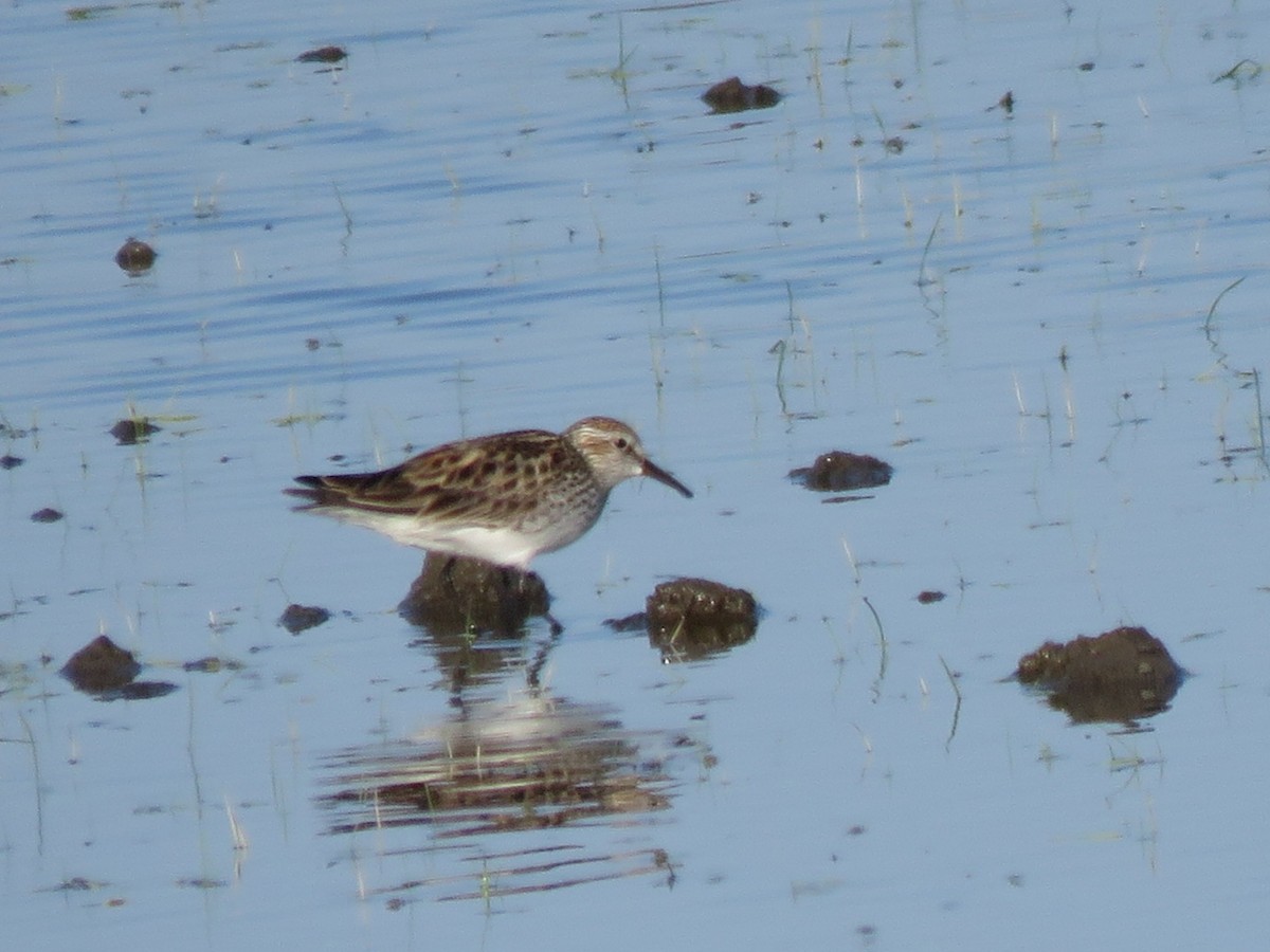 White-rumped Sandpiper - ML622232133