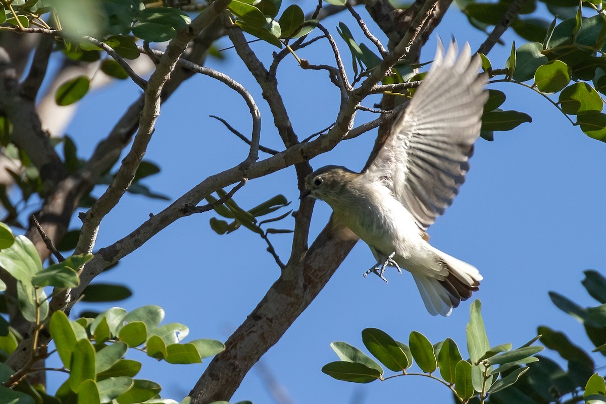 Green-backed Honeyguide - Mike “Champ” Krzychylkiewicz