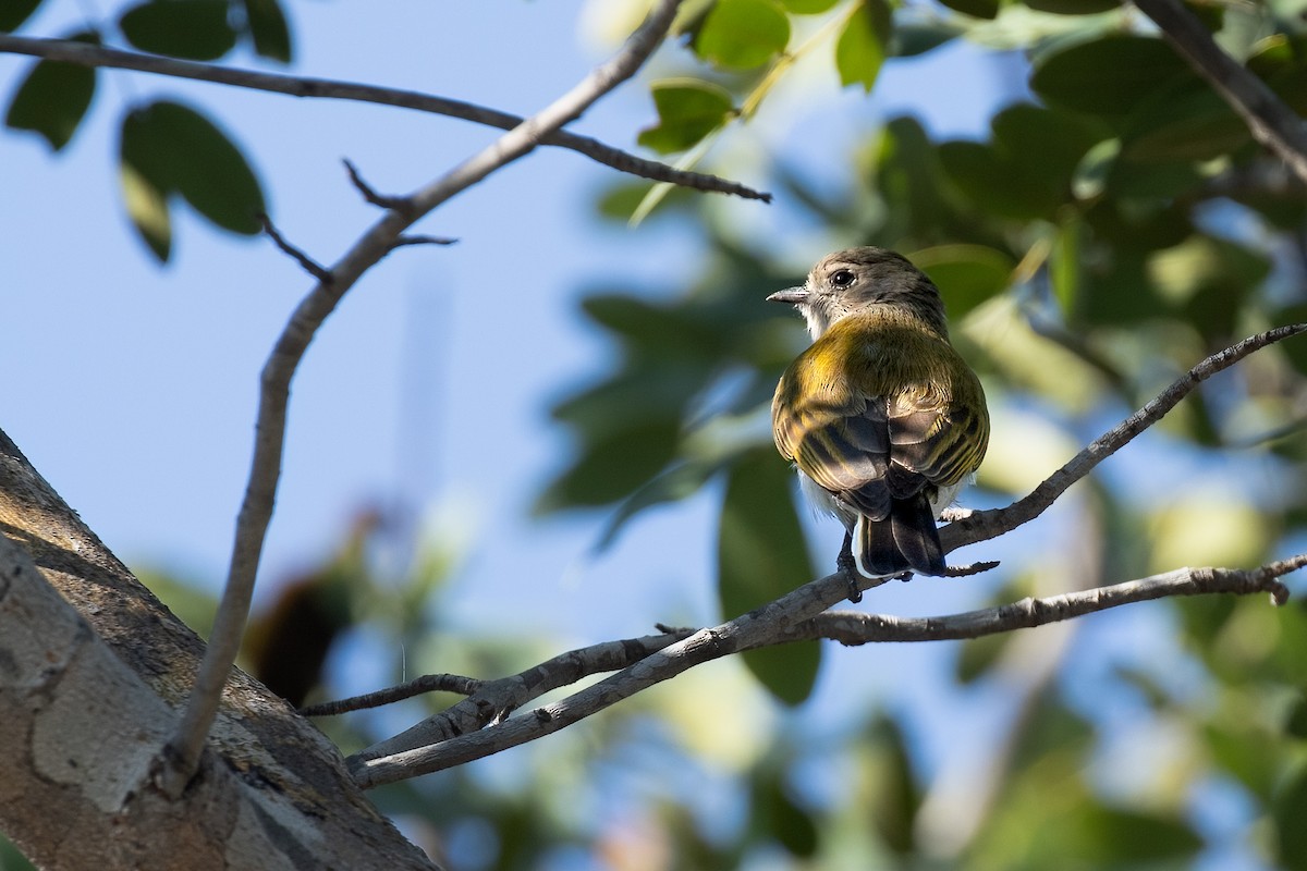 Green-backed Honeybird - Mike “Champ” Krzychylkiewicz
