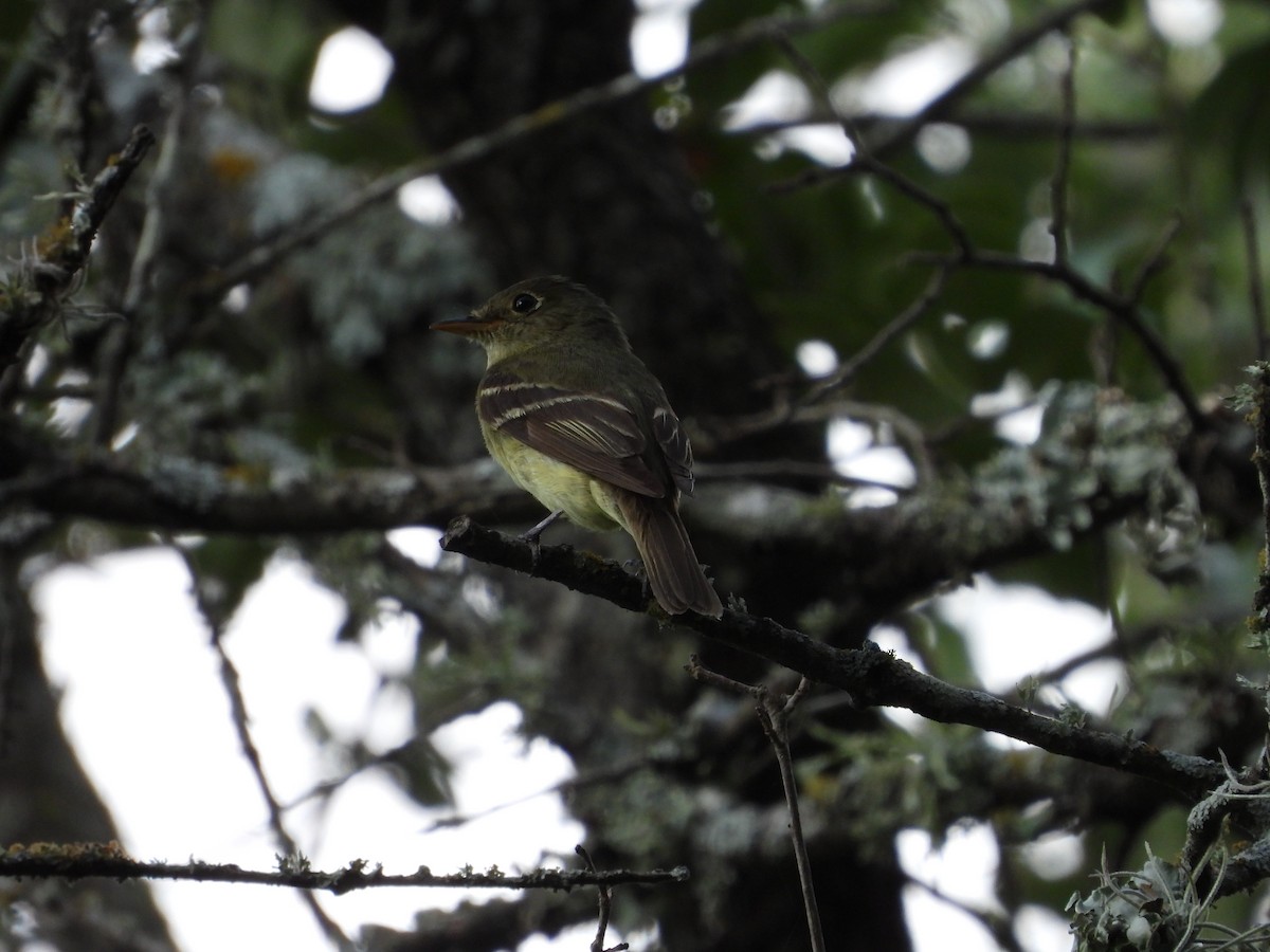 Yellow-bellied Flycatcher - ML622232164