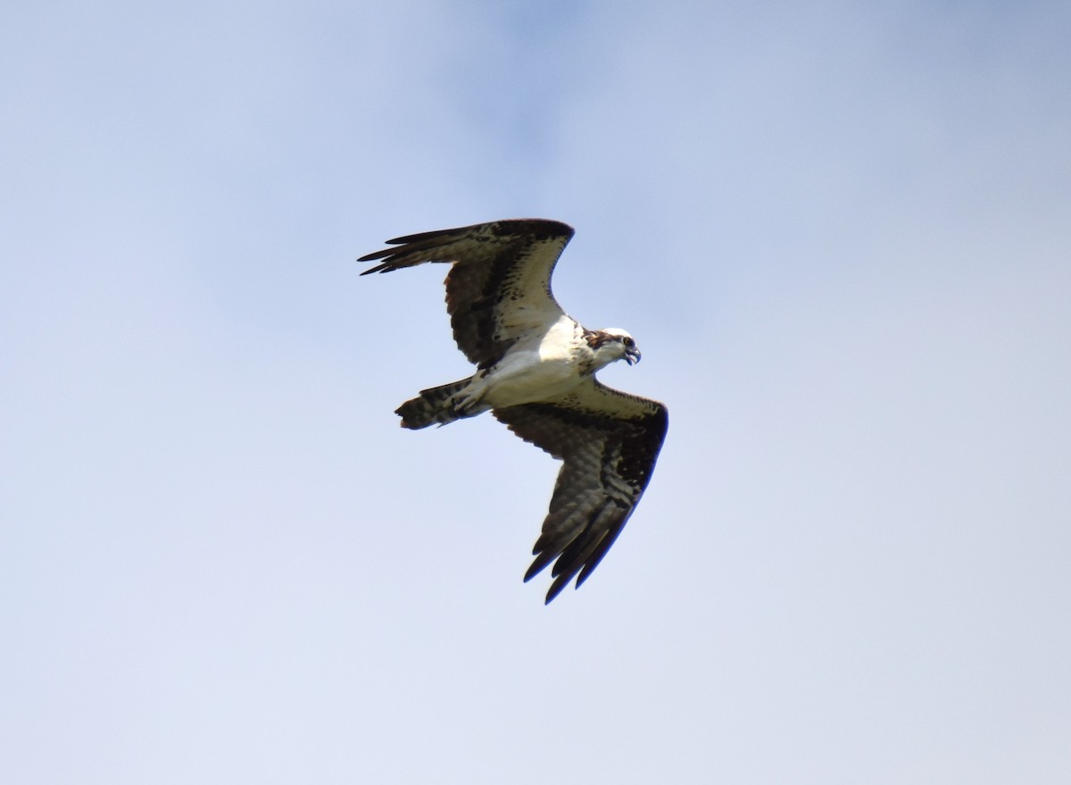 Osprey - Duncan  Fraser