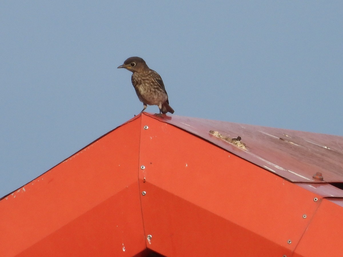 Eastern Bluebird - ML622232296