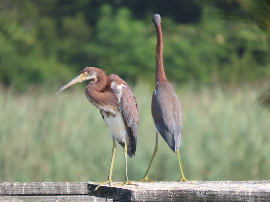 Tricolored Heron - Ruth Bergstrom