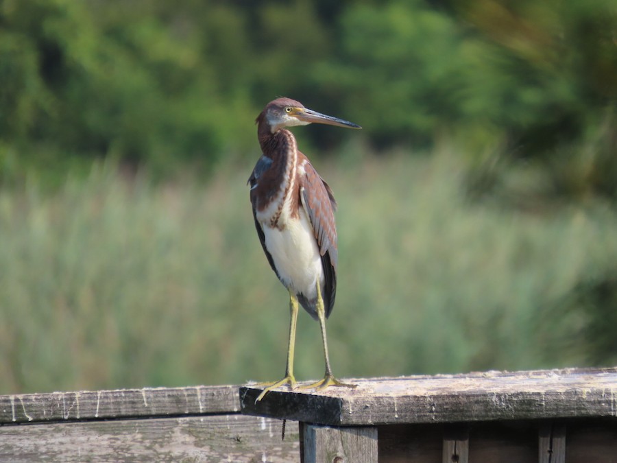 Tricolored Heron - Ruth Bergstrom