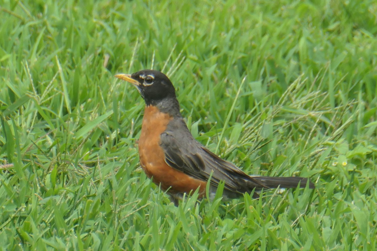 American Robin - ML622232320