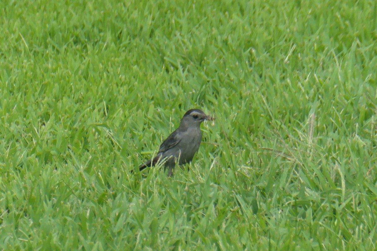 Gray Catbird - ML622232329