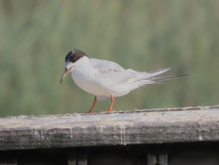Forster's Tern - Ruth Bergstrom