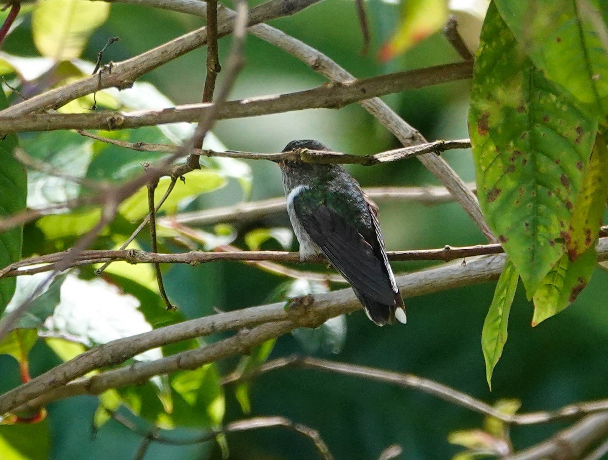 Ecuadorian Piedtail - ML622232385