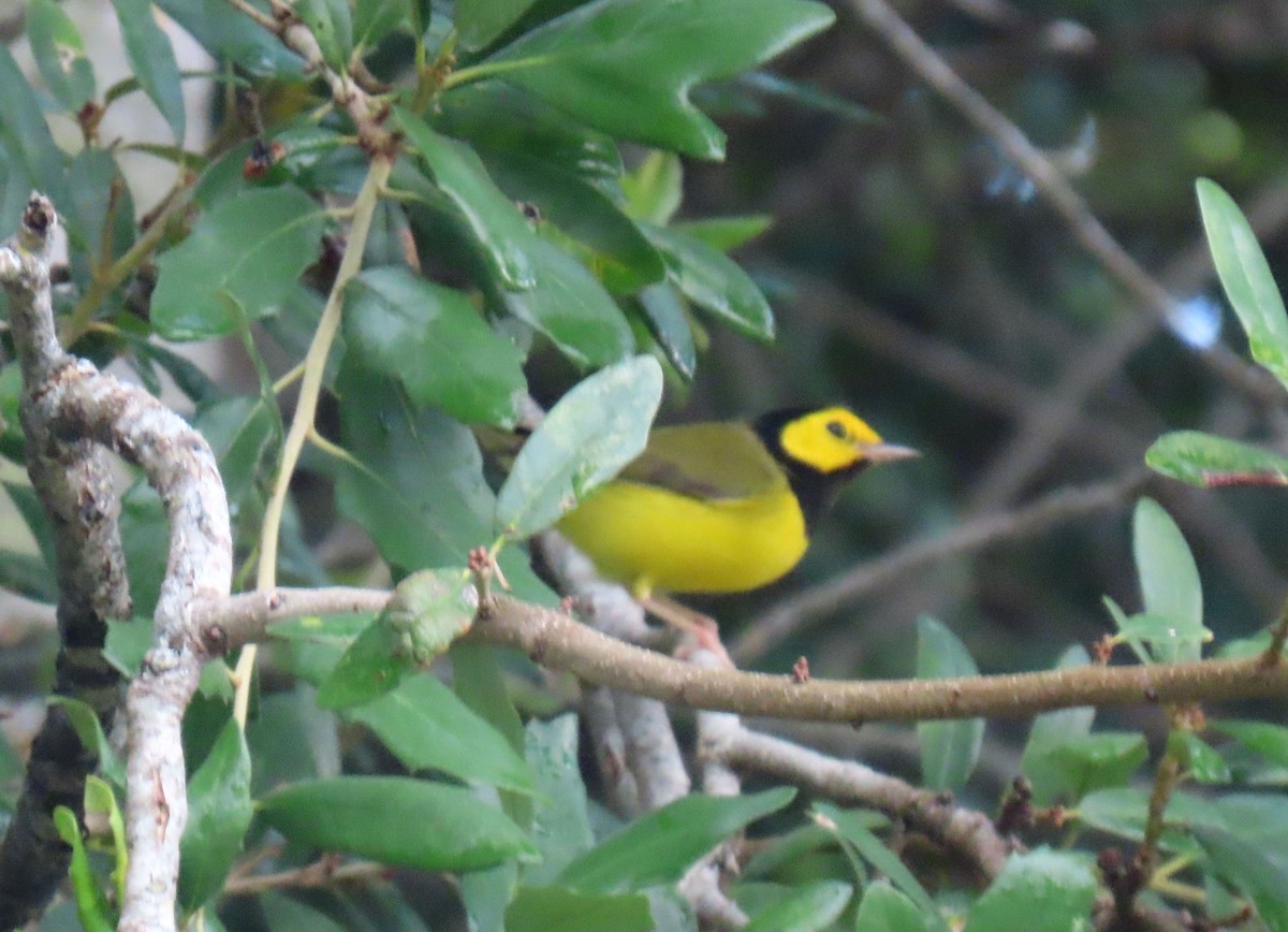 Hooded Warbler - ML622232483