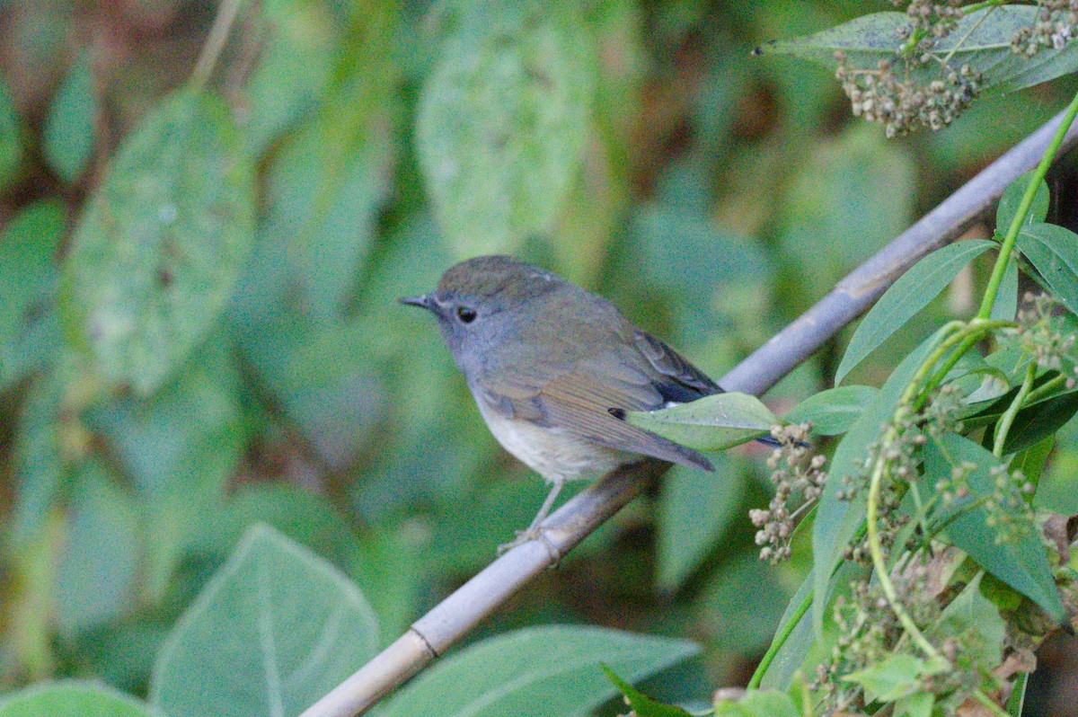 Rufous-gorgeted Flycatcher - ML622232512