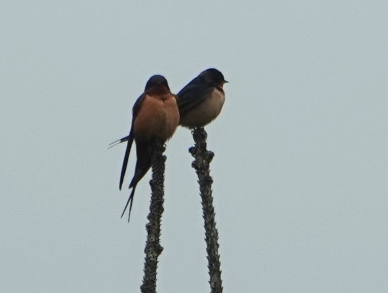 Barn Swallow - ML622232522